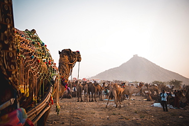 A Camel watches over all the other camels at Pushkar Camel Fair 2018, Pushkar, Rajasthan, India, Asia