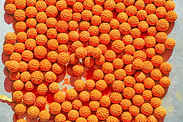 Dried Quandong Seeds (Santalum acuminatum) (quandong of the desert), Australian bush food eaten by Australian aborigines, Northern Territory, Australia, Pacific