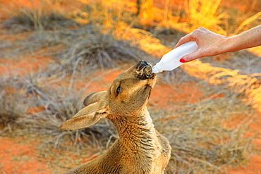 Closeup of baby Kangaroo orphan being bottle fed milk by tourist, Red Centre, Northern Territory, Australia, Pacific