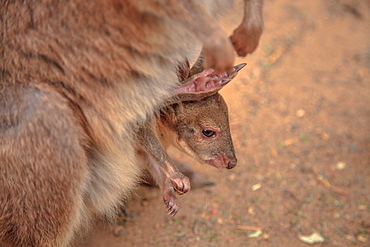 Detail of kangaroo (Macropus rufus) with a joey in its pocket, New South Wales, Australia, Pacific