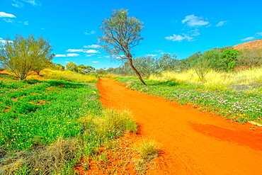 Dry river bed with red sand in Desert Park at Alice Springs near MacDonnell Ranges in Northern Territory, Central Australia, Pacific