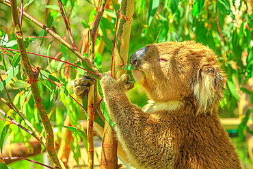 Portrait of adult koala bear eating eucalyptus leaves at Phillip Island in Victoria, Australia, Pacific