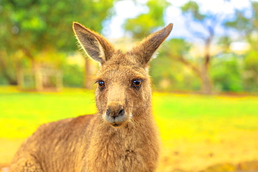 Portrait of front view of kangaroo, New South Wales, Australia, Pacific