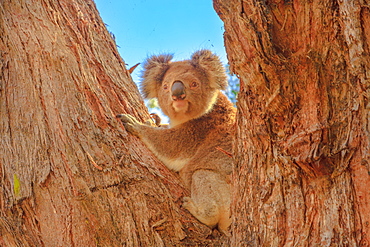 Front view of koala bear (Phascolarctos cinereus) standing on a large eucalyptus trunk in Great Otway National Park along Great Ocean Road, Victoria, Australia, Pacific