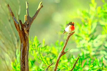 Red-capped Robin (Petroica goodenovii) on a tree with blurred nature background, Desert Park at Alice Springs, MacDonnell Ranges, Northern Territory, Central Australia, Pacific