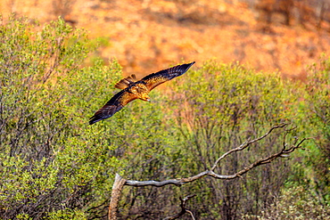 Wedge-tailed eagle (Aquila audax), Australia's largest bird of prey, flies at a low altitude near the ground, Desert Park at Alice Springs in the Northern Territory, Central Australia, Pacific