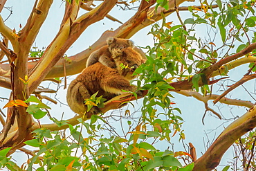 Koala with joey on its back, marsupial bear, on a tree of eucalyptus in Great Otway National Park along Great Ocean Road, Victoria, Australia, Pacific