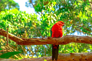 Australian King-Parrot (Alisterus scapularis) on a tree branch in a wilderness, Pebbly Beach, Murramarang National Park, New South Wales, Australia, Pacific