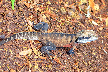 Male brown eastern water dragon basking on the ground, found in Eastern Australia, Victoria and Queensland, Australia, Pacific