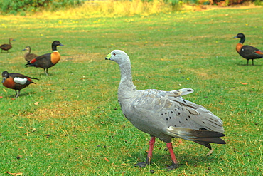 One Cape Barren Goose (Cereopsis novaehollandiae), standing on a green lawn, a large goose resident in southern Australia, Pacific