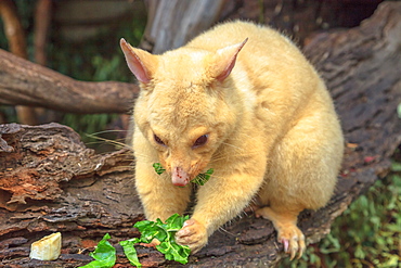 Golden brushtail possum eating, the light color is a genetic mutation of common Australian possums that live only in Tasmania, Australia, Pacific