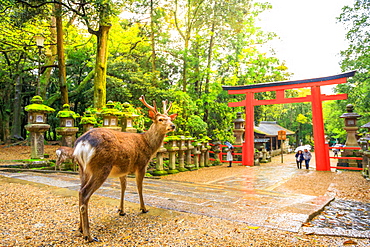 Wild deer and red Torii gate of Kasuga Taisha Shine, one of the most popular temples, Nara Park, Nara, Japan, Asia