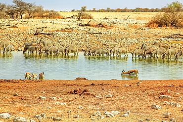 Zebras and springboks drinking at Okaukuejo waterhole, Etosha National Park, Namibia, Africa