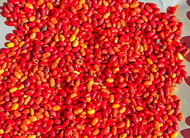 Sandalwood seed, Australia bush food eaten by Aborigines and used for indigenous craftsmanship to make necklaces and bracelets, Australian Outback, Northern Territory, Australia, Pacific