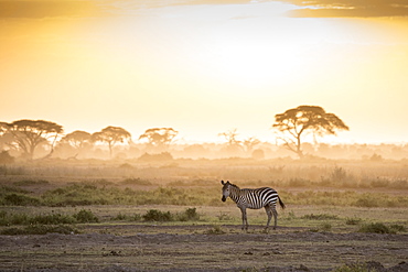 Zebras at sunset in Amboseli National Park, Kenya, East Africa, Africa