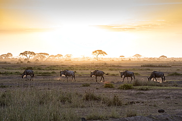 Wildebeests at sunset in Amboseli National Park, Kenya, East Africa, Africa