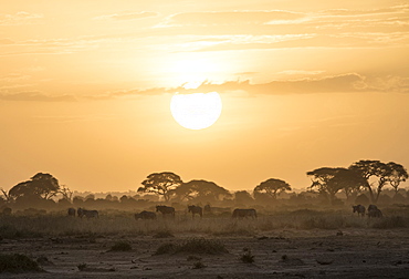 Wildebeests at sunset in Amboseli National Park, Kenya, East Africa, Africa