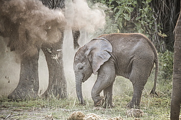 Baby elephant in a cloud of dust sprayed by its mother, Amboseli National Park, Kenya, East Africa, Africa