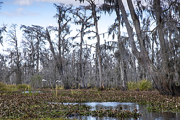 Wide angle shot of Manchac Swamp near New Orleans, Louisiana, United States of America, North America