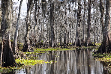 Wide angle view of Manchac Swamp near New Orleans, Louisiana, United States of America, North America