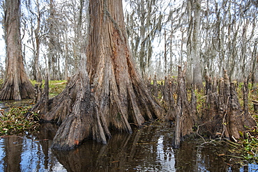 Base of a Cypress tree in Manchac Swamp near New Orleans, Louisiana, United States of America, North America