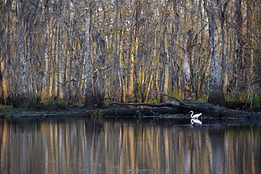 Great egret in the Manchac Swamp near New Orleans, Louisiana, United States of America, North America