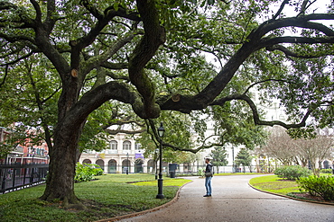 Strolling under the branches of a dramatic old oak tree in Jackson Square, New Orleans, Louisiana, United States of America, North America