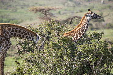 Giraffes, Maasai Mara, Kenya, East Africa, Africa