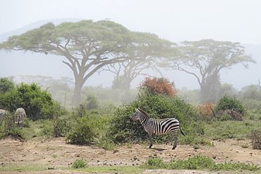 Zebra under an Acacia tree in dusty Amboseli National Park, Kenya, East Africa, Africa