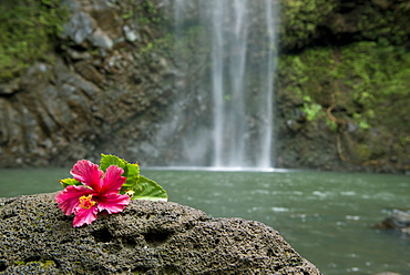 Flower on a rock in front of Uluwehi Falls, Kauai, Hawaii, United States of America, North America