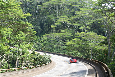 Elevated road through a forest, Kauai, Hawaii, United States of America, North America