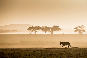 Zebras on the move at dusk across the dusty landscape of Amboseli National Park, Kenya, East Africa, Africa