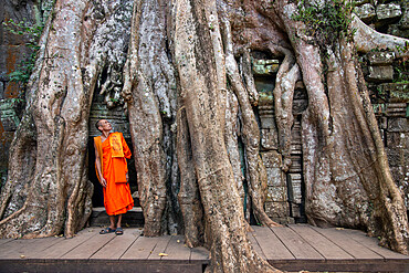 A Buddhist monk gazes up at the roots of a Banyan tree at the Angkor archaeological complex, UNESCO World Heritage Site, Siem Reap, Cambodia, Indochina, Southeast Asia, Asia