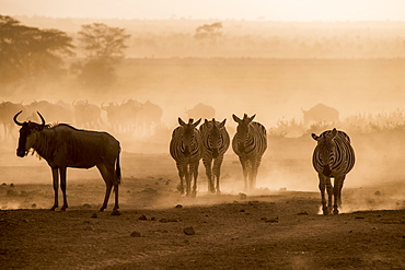 Wildebeests and zebras on the move at dusk across the dusty landscape of Amboseli National Park, Kenya, East Africa, Africa