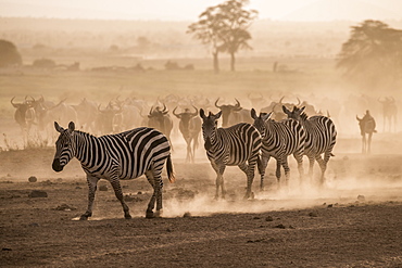 Wildebeests and zebras on the move at dusk across the dusty landscape of Amboseli National Park, Kenya, East Africa, Africa