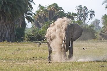 An elephant spraying itself with dust in Amboseli National Park, Kenya, East Africa, Africa