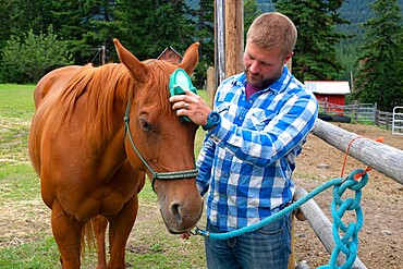 A man grooms a horse at a stable before a trail ride in Merritt, British Columbia, Canada, North America