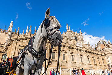 A horse attached to a carriage waiting for tourists in front of Catedral de Sevilla (Seville Cathedral), Seville, Andalucia, Spain, Europe