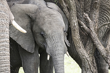 Young elephant, Maasai Mara, Kenya, East Africa, Africa