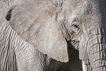 Closeup of an elephant in Amboseli National Park, Kenya, East Africa, Africa