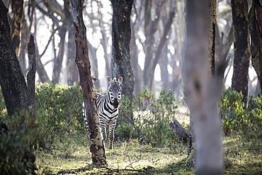 Zebra in early morning. Crescent Island Game Sanctuary, Lake Naivasha, Great Rift Valley, Kenya, East Africa, Africa