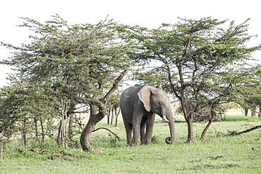 Elephant framed by trees on the Maasai Mara, Kenya, East Africa, Africa