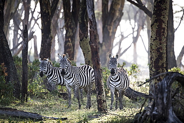 Zebras in early morning. Crescent Island Game Sanctuary, Lake Naivasha, Great Rift Valley, Kenya, East Africa, Africa