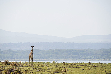 Giraffe in early morning. Crescent Island Game Sanctuary, Lake Naivasha, Great Rift Valley, Kenya, East Africa, Africa