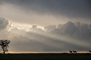 Zebras in silhouette on a ridge during a storm at sunset in the Maasai Mara National Reserve, Kenya, East Africa, Africa