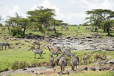 Zebras at a salt lick, Maasai Mara, Kenya, East Africa, Africa