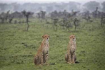 Two cheetahs sitting in the rain before a hunt in the Maasai Mara National Reserve, Kenya, East Africa, Africa