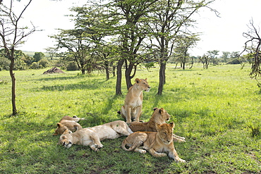 Lions lounging in the shade, afternoon on the Maasai Mara, Kenya, East Africa, Africa