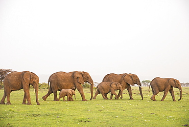 Herd of elephants on the move, Maasai Mara, Kenya, East Africa, Africa