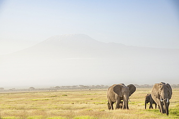 Elephants in front of Mount Kilimanjaro, shrouded in morning mist, Amboseli National Park, Kenya, East Africa, Africa